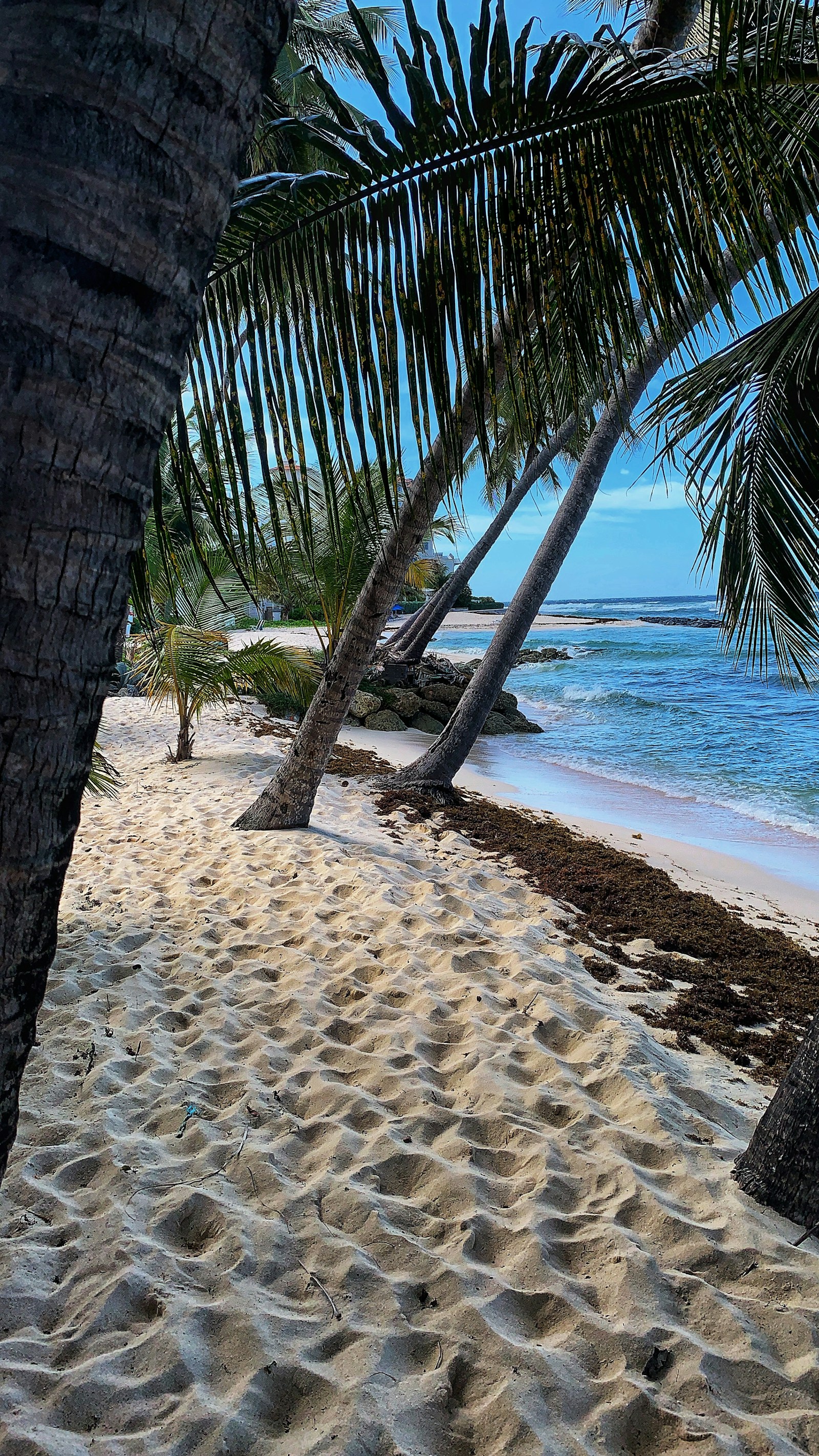 Palm trees and footprints on Hastings Beach in Christ Church Parish, Barbados