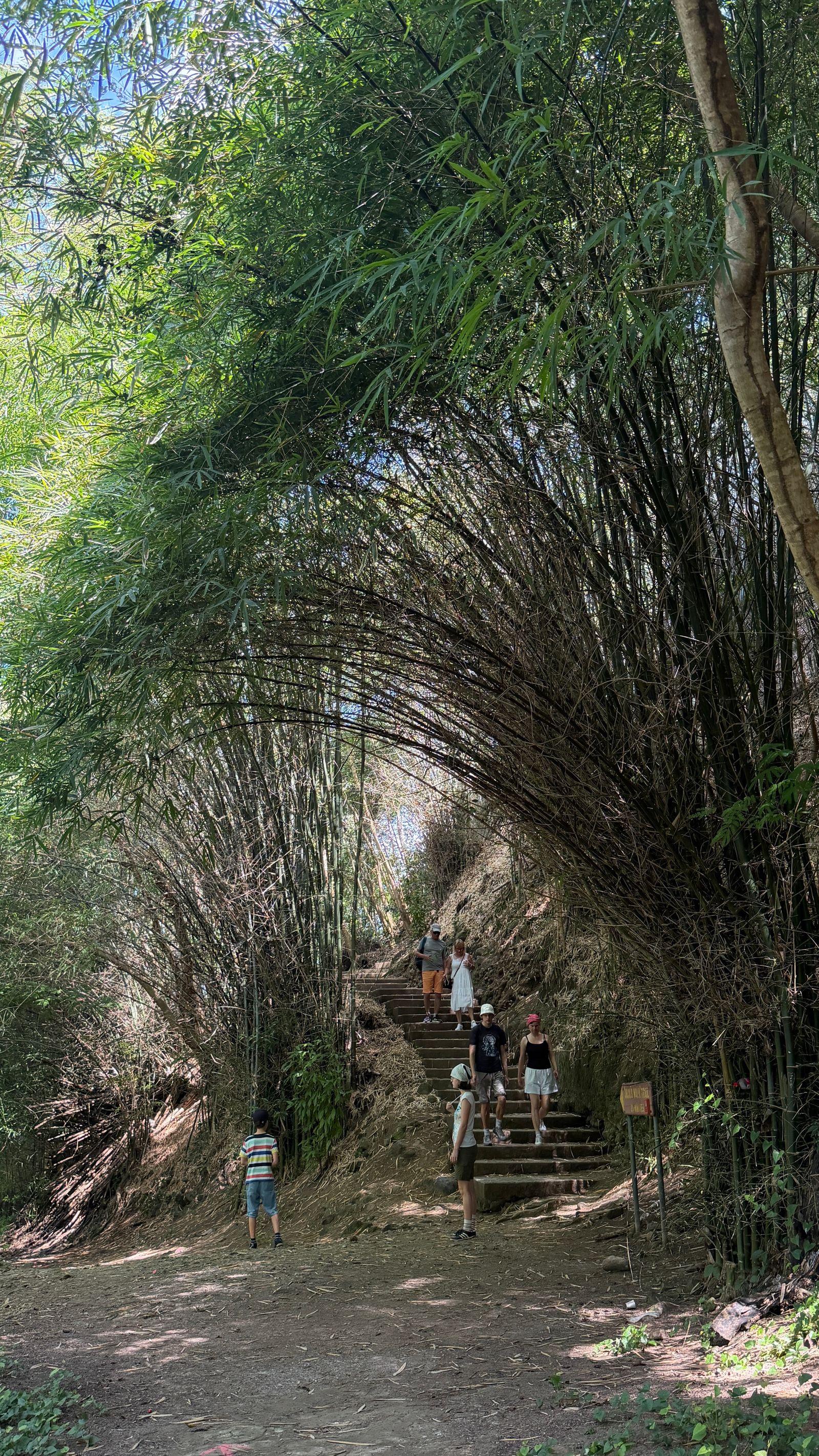 Lush park path representing Saint David Parish, Dominica