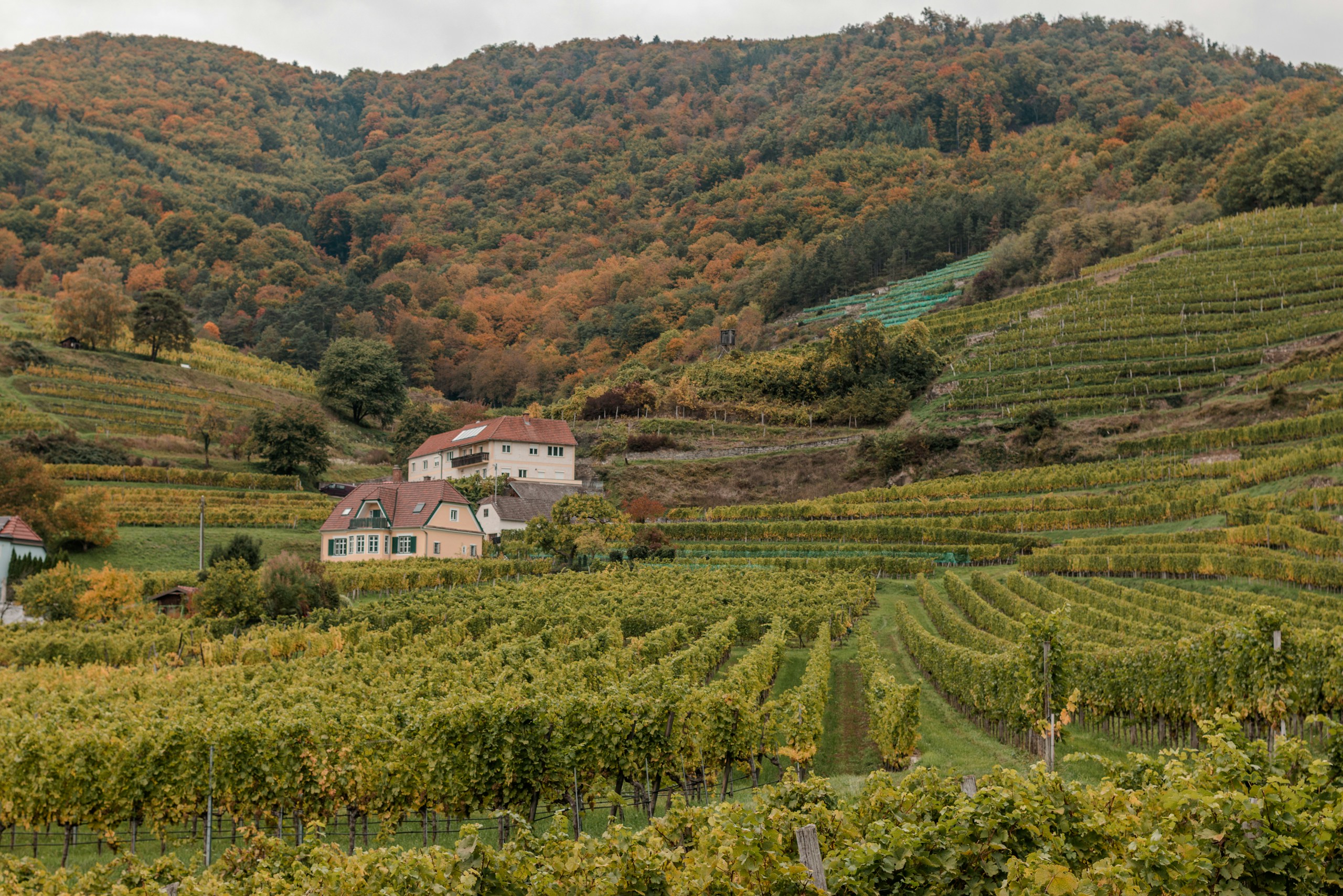 Wachau vineyard terraces, Austria