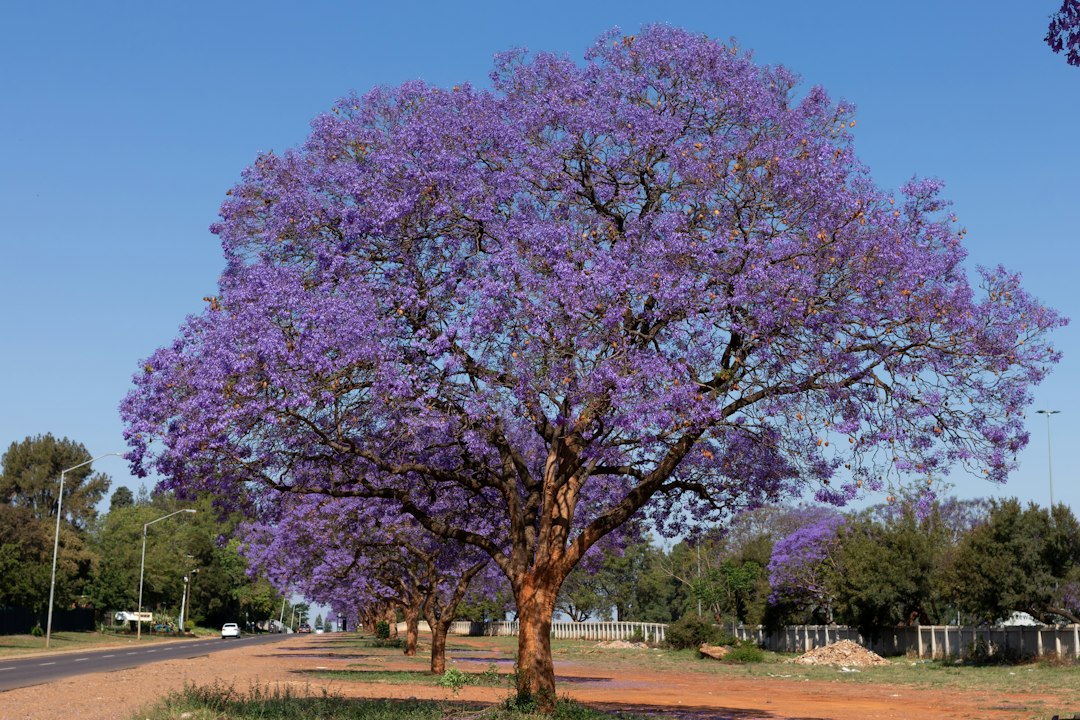 Gauteng, south africa regional destination.