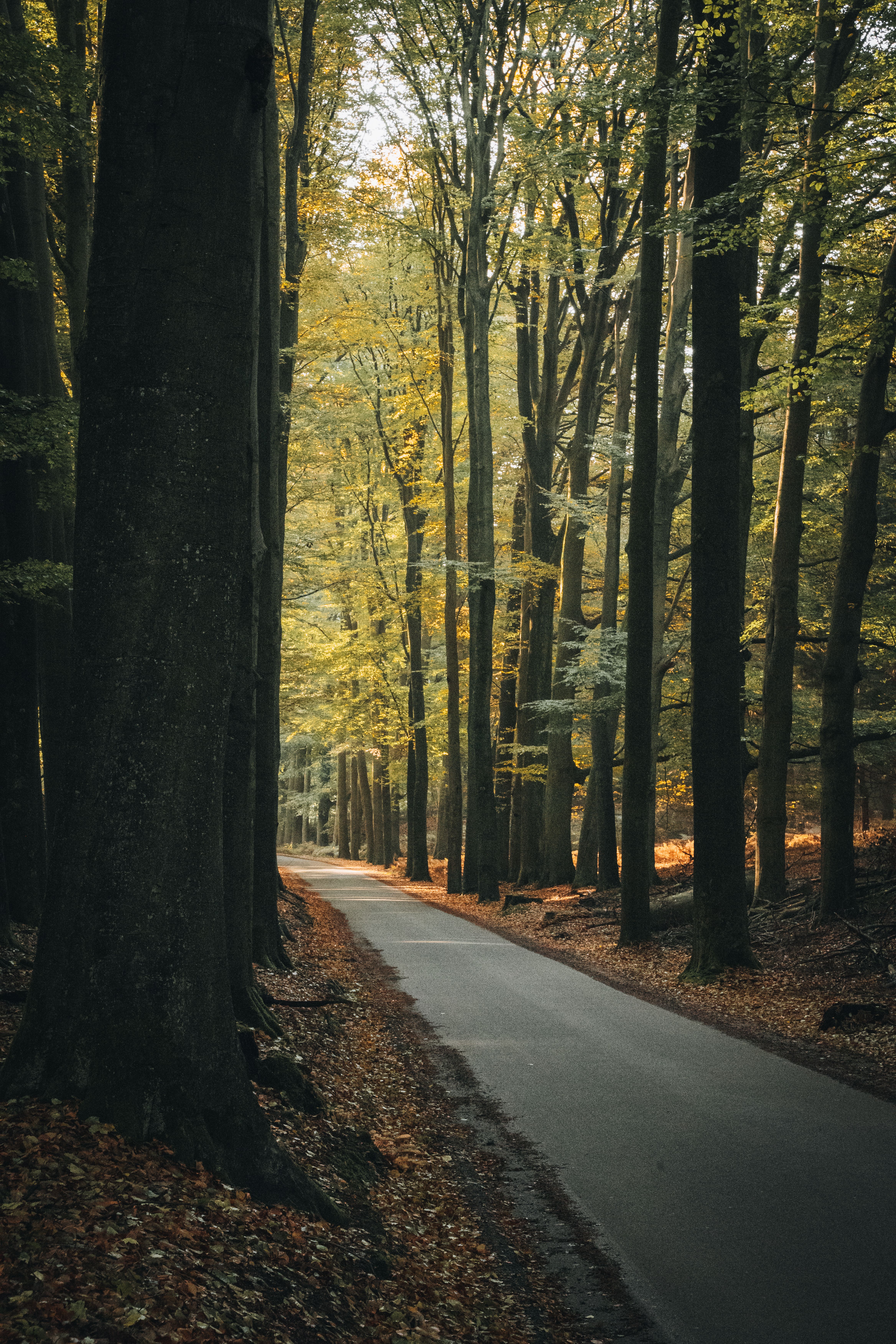 Road through the Veluwe forest, Netherlands