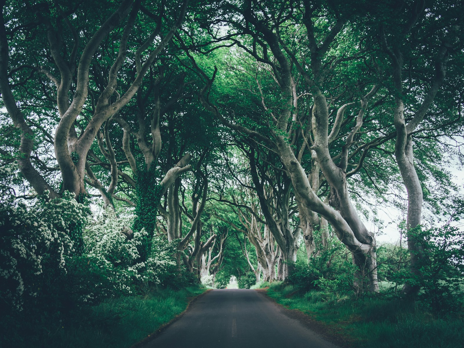 A road lined with interlocking beech trees at the Dark Hedges, Northern Ireland.