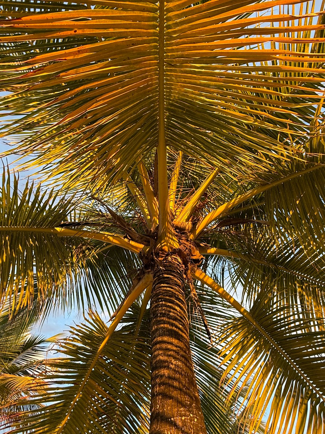 Carolina, puerto rico regional destination.