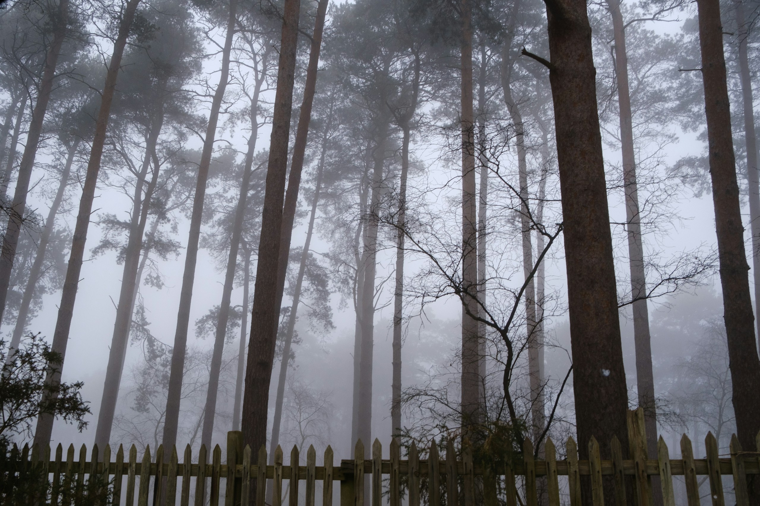 Misty woods, Bedfordshire. Destination view for Bedfordshire, England.