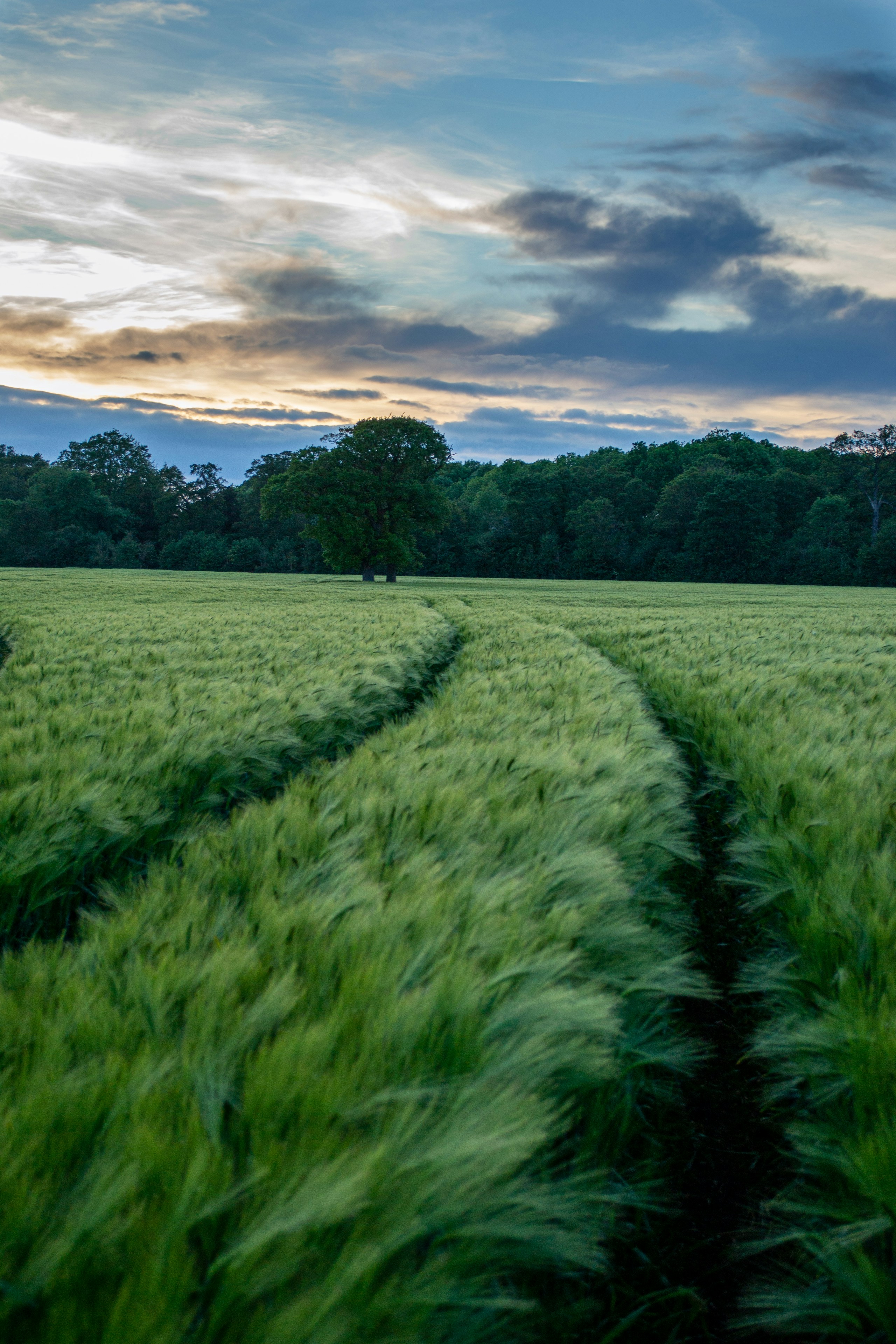 Barley fields, Buckinghamshire. Destination view for Buckinghamshire, England.