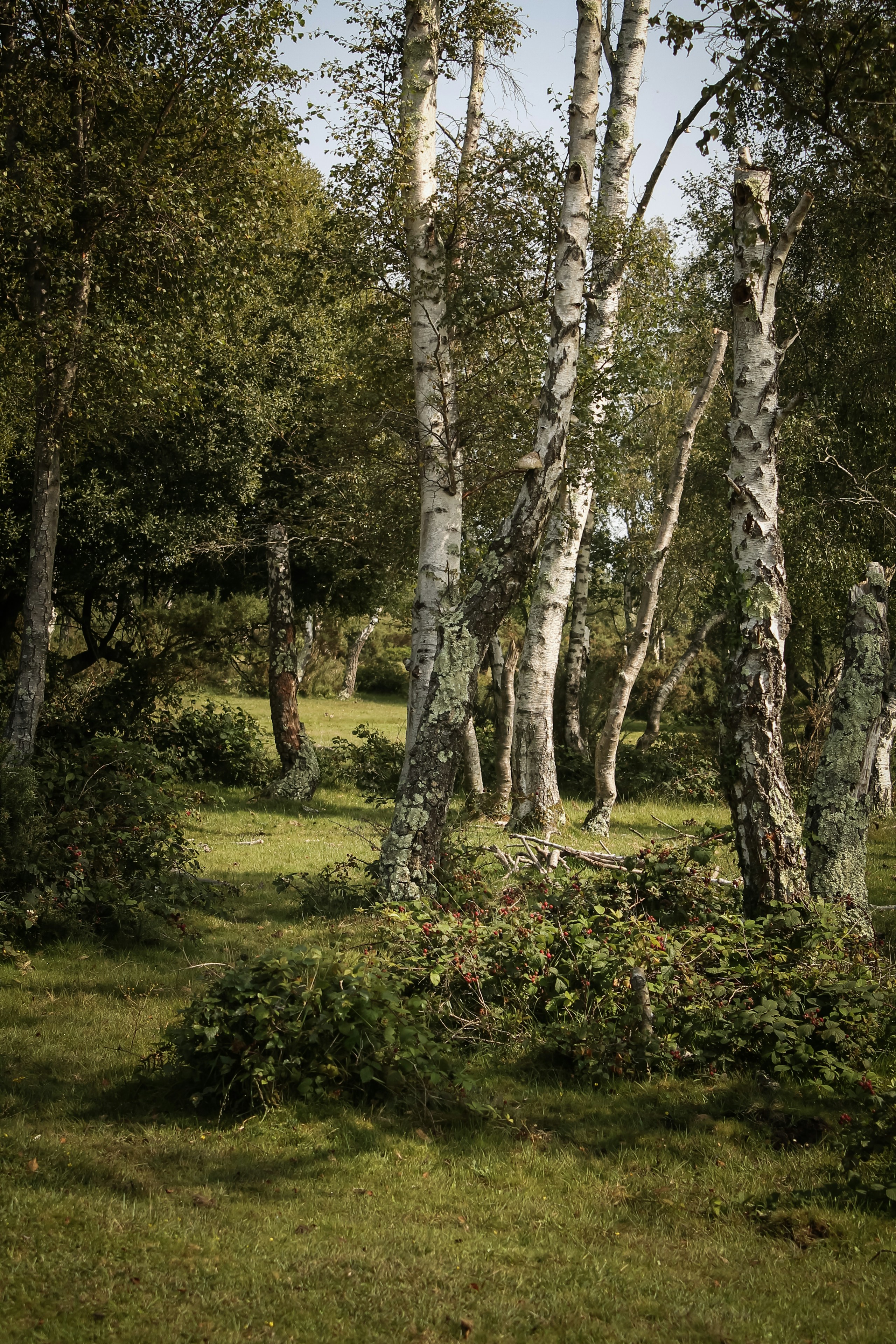 New Forest, Hampshire. Destination view for Hampshire, England.
