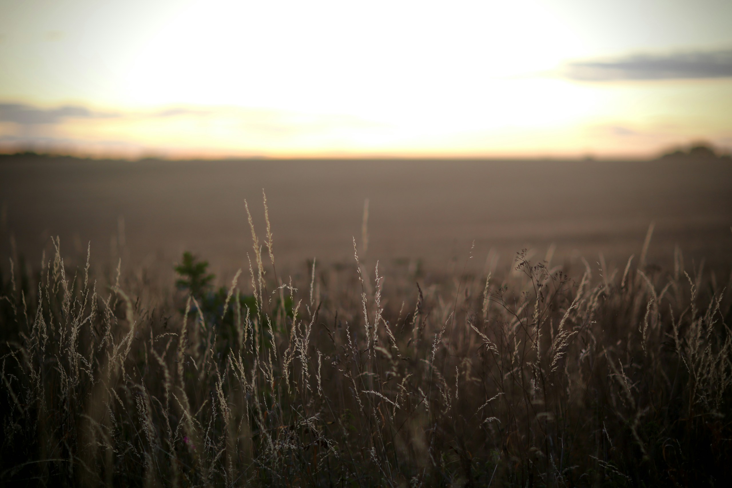 Norfolk wheat field. Destination view for Norfolk, England.
