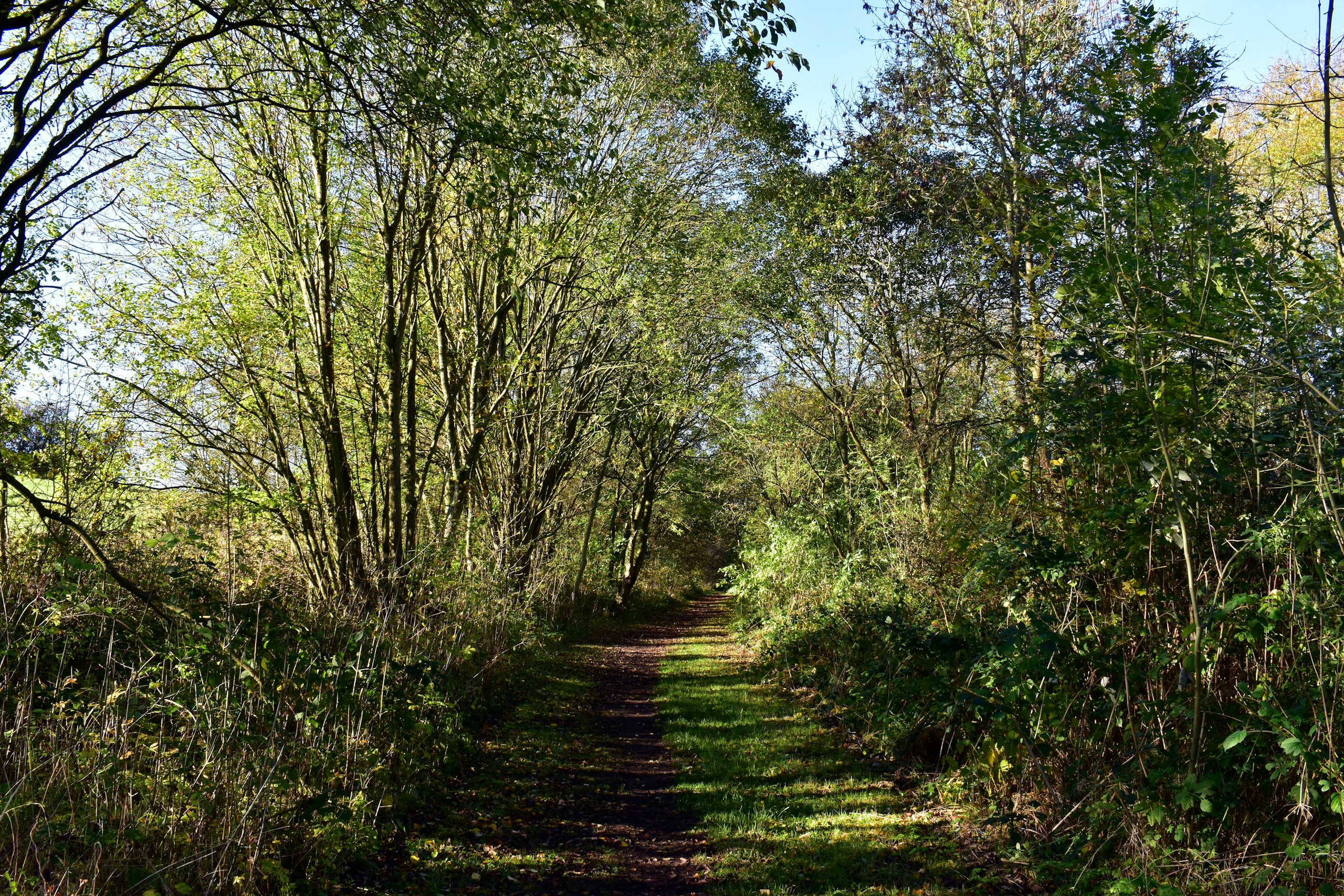 Nottinghamshire woodland. Destination view for Nottinghamshire, England.