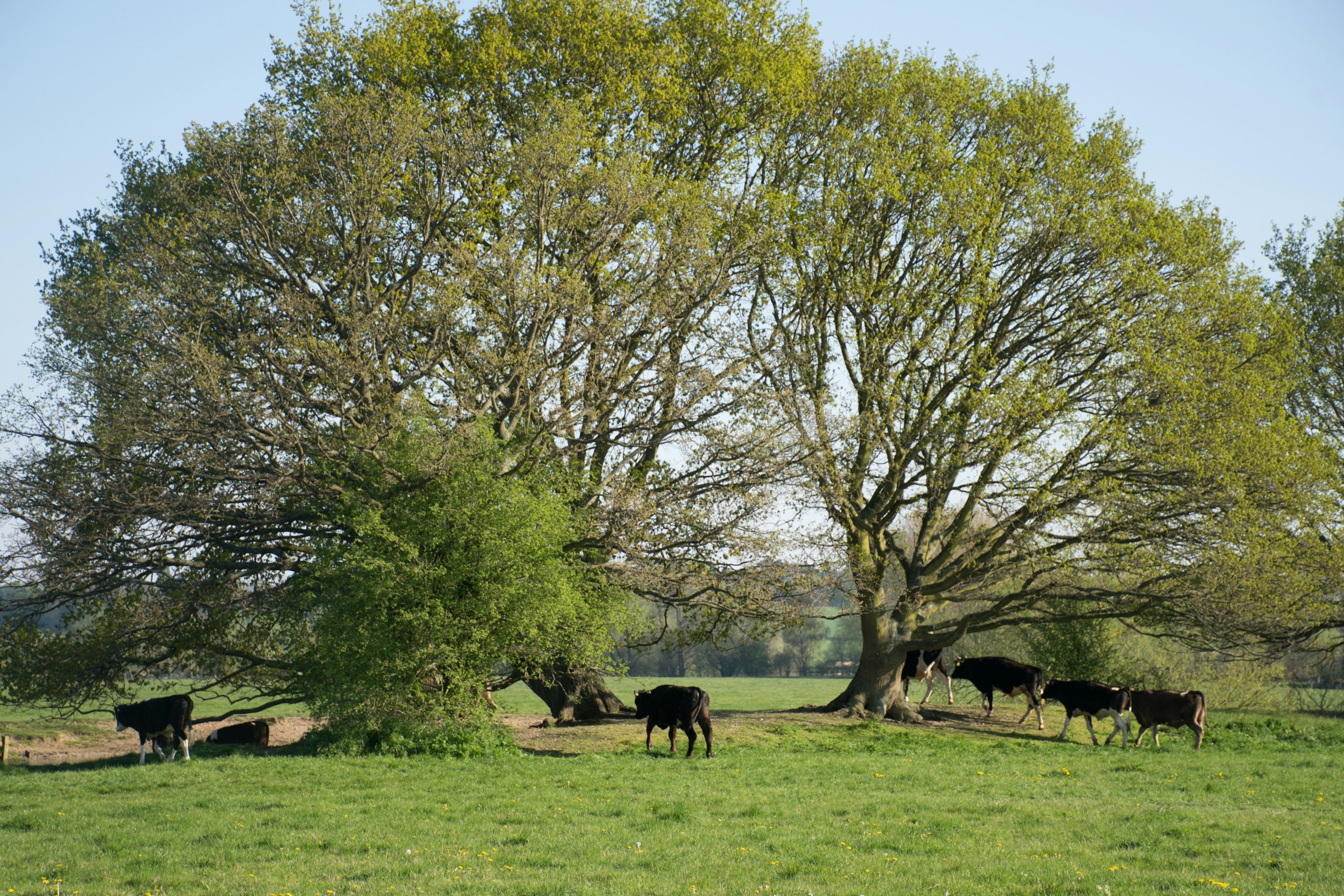Suffolk countryside. Destination view for Suffolk, England.