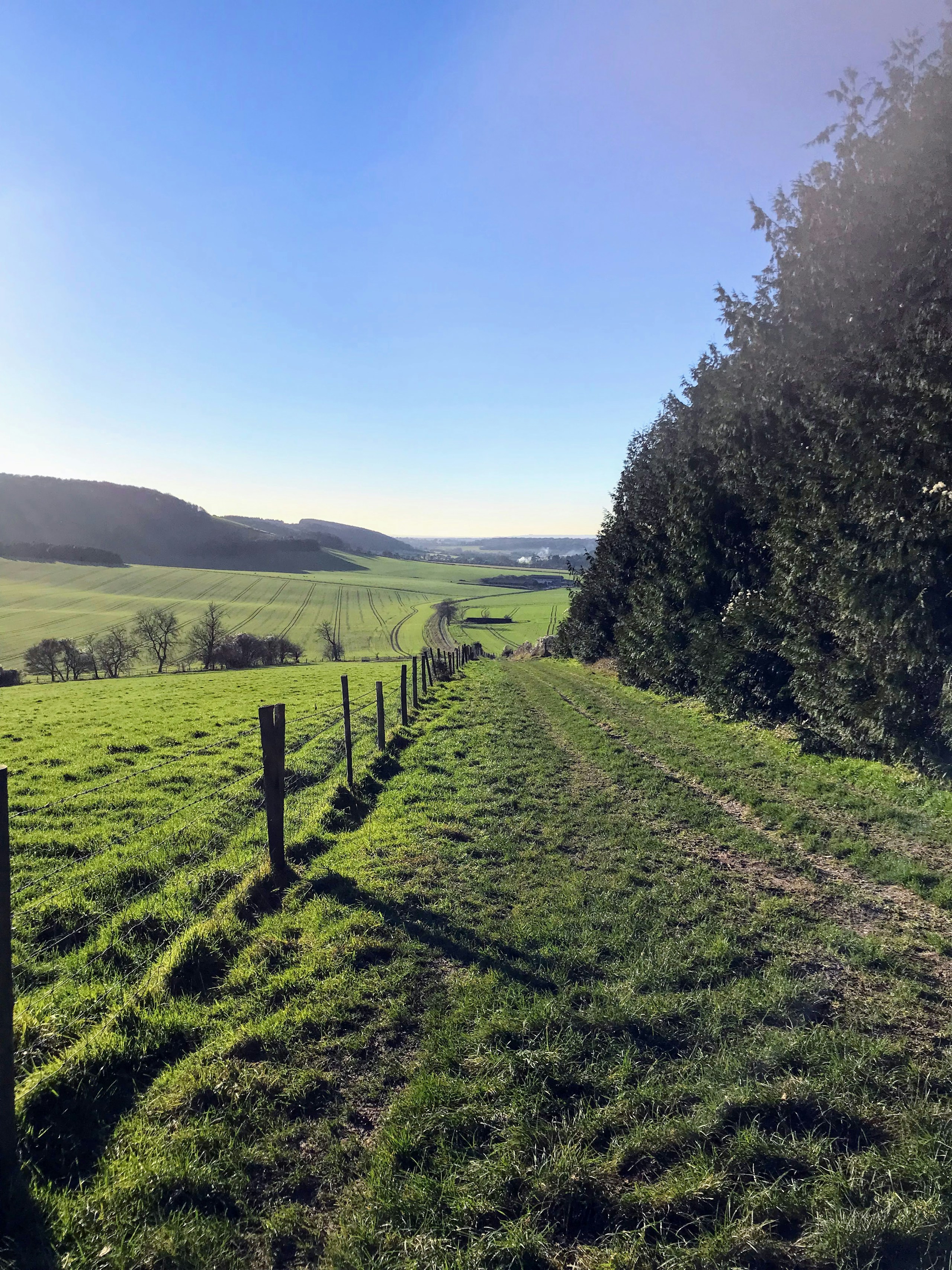 Kingley Vale / South Downs, West Sussex. Destination view for West Sussex, England.