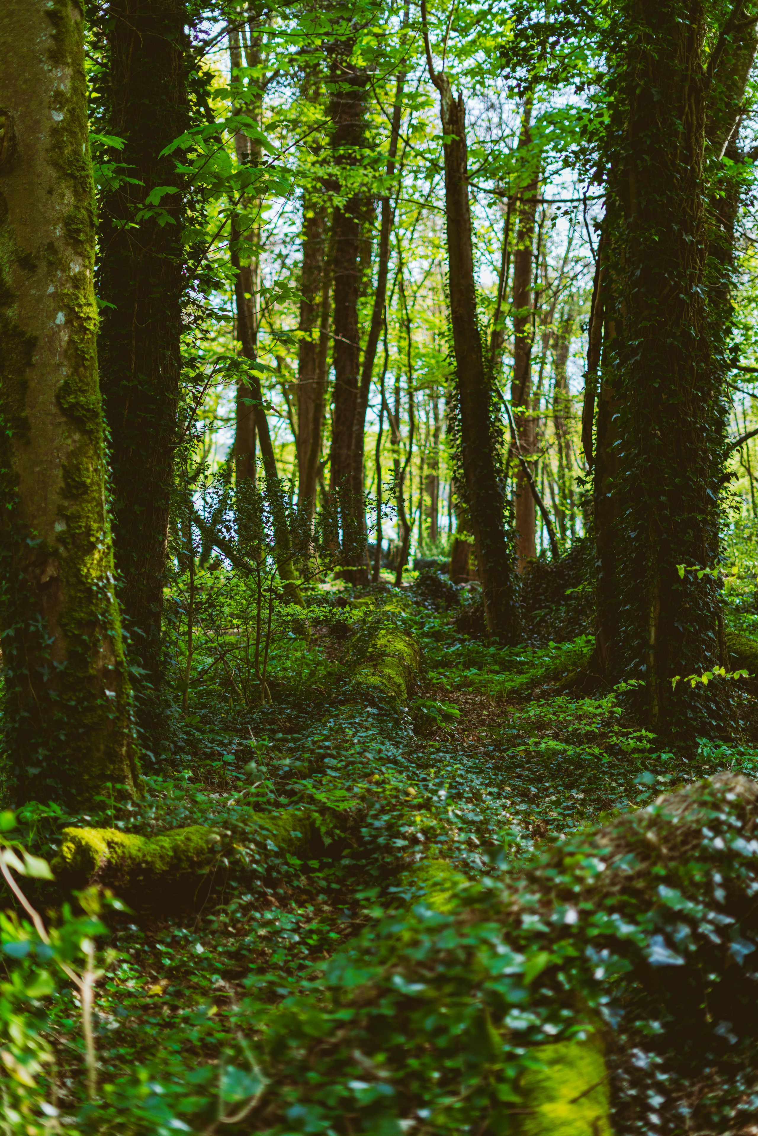 Irish lakeland/forest aesthetic; Lough Key, Roscommon fallback. Destination view for Cavan, Ireland.