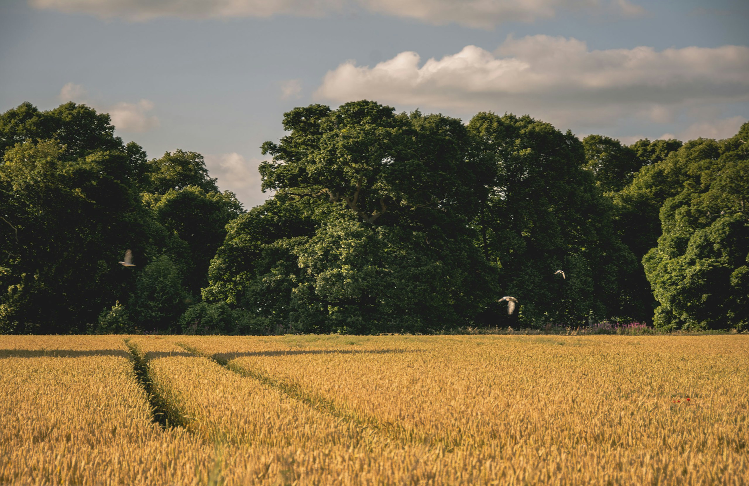 Leixlip / County Kildare countryside. Destination view for Kildare, Ireland.