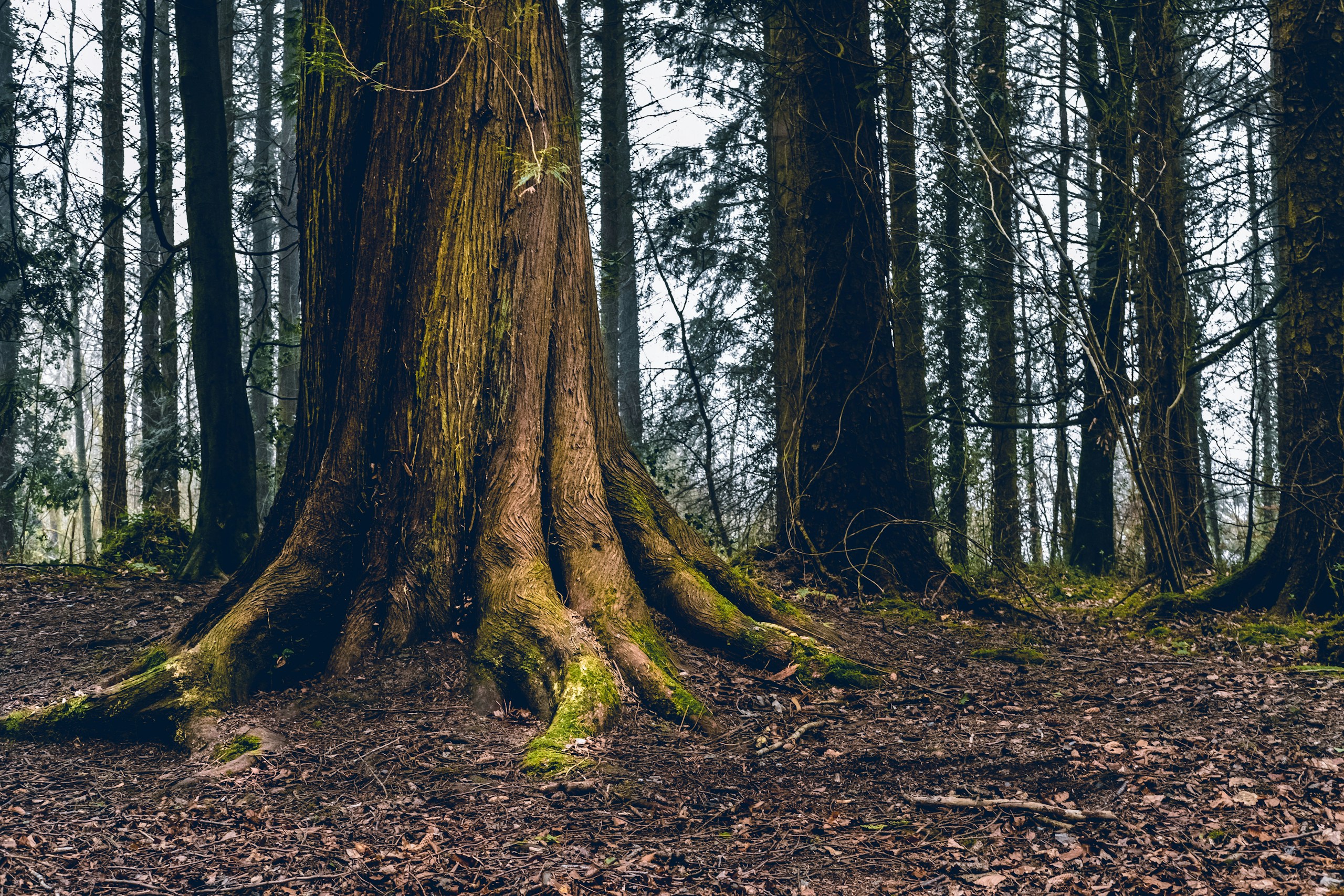 Derrycarne Woods, County Leitrim. Destination view for Leitrim, Ireland.