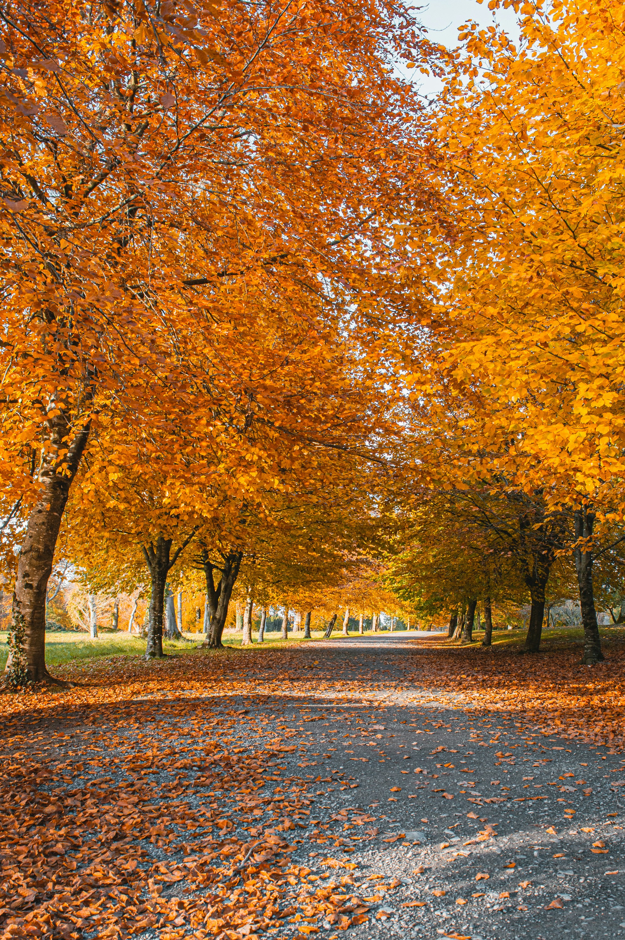 Birr Castle autumn path, County Offaly. Destination view for Offaly, Ireland.