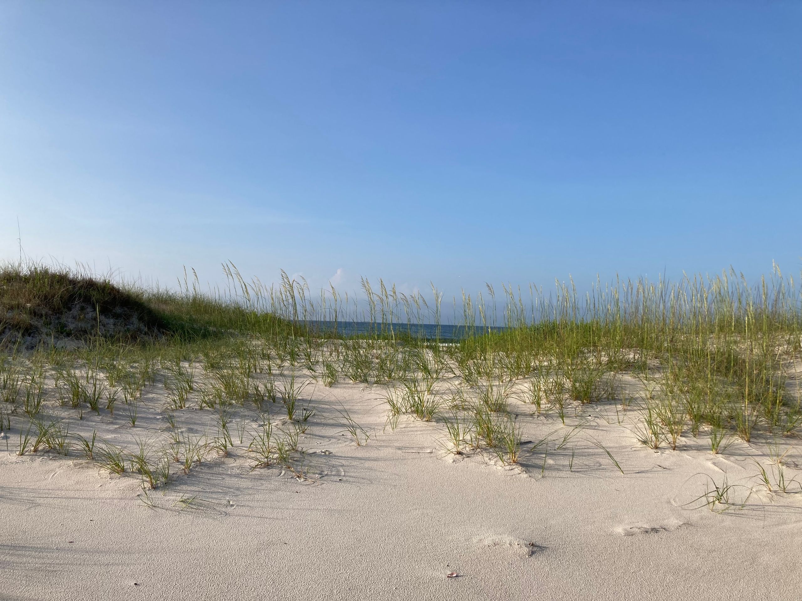 Gulf Coast beach with sea oats, United States