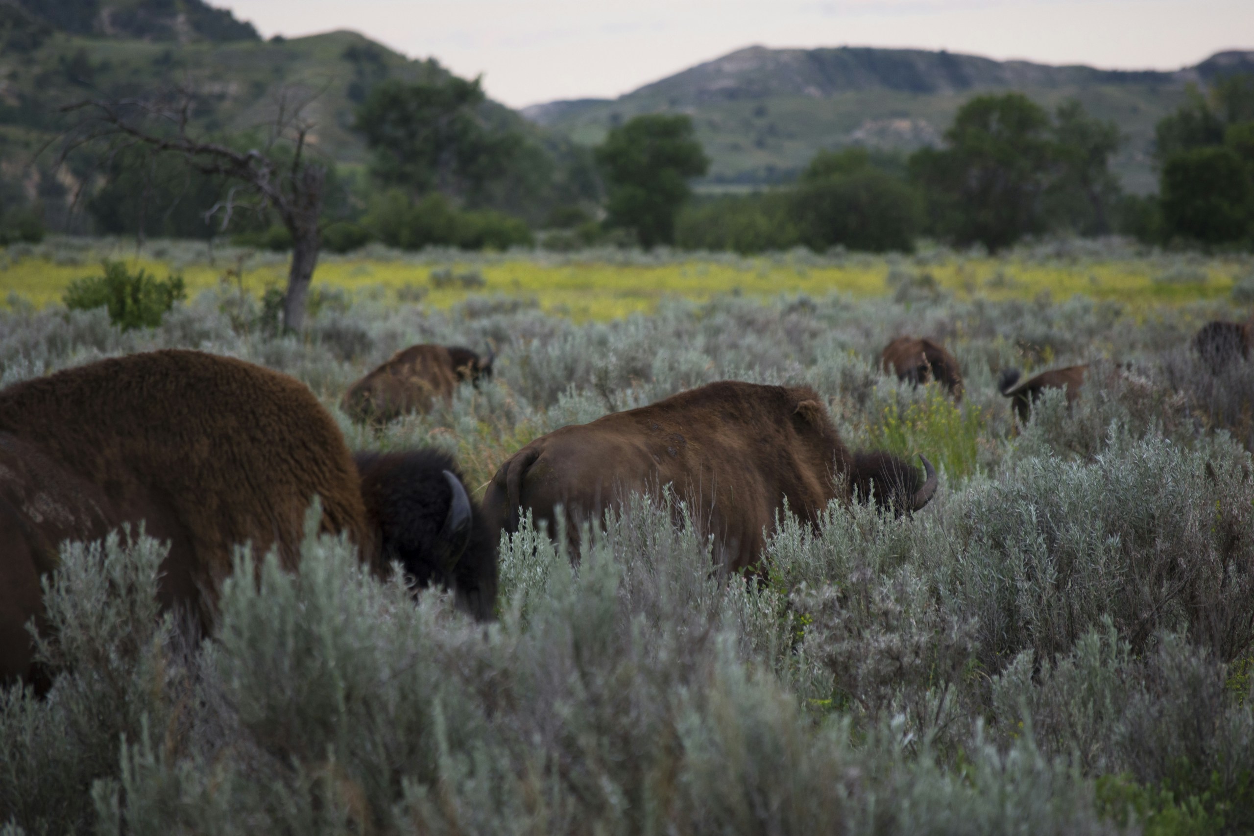Bison grazing on a lush green field, United States